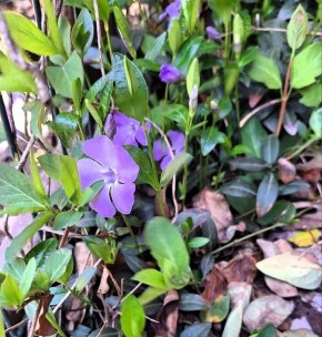 В Вербное воскресенье — не просто цветочное настроение, а настоящее дыхание весны