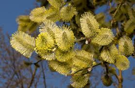 Сегодня Вербное воскресенье