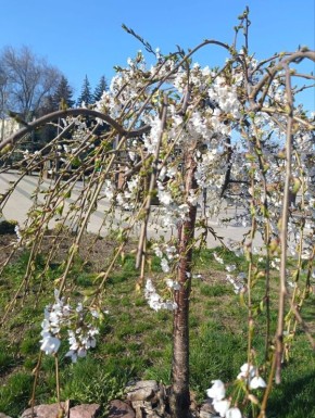 Почти моментально весна взорвалась красками и ароматами