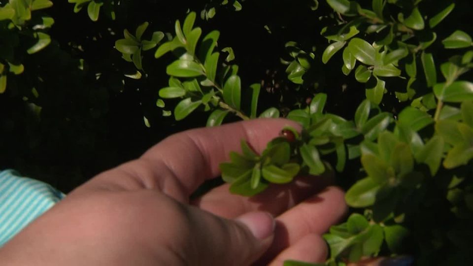 � ������������� ��������� ������ �������