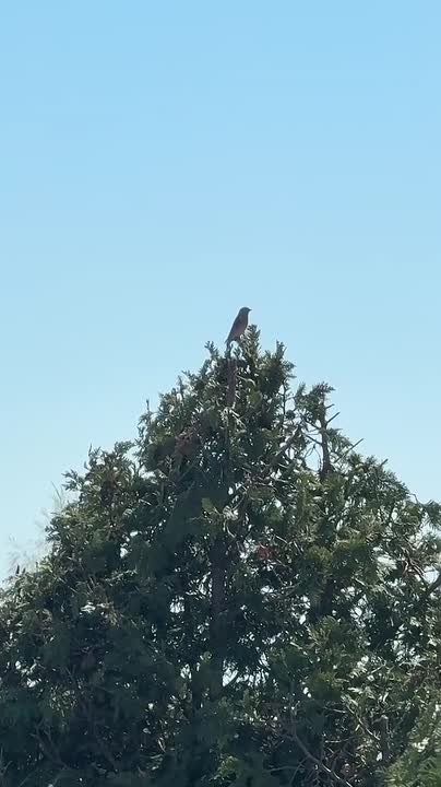 Приднестровские соловьи уже поют, видео снято в Тирасполе