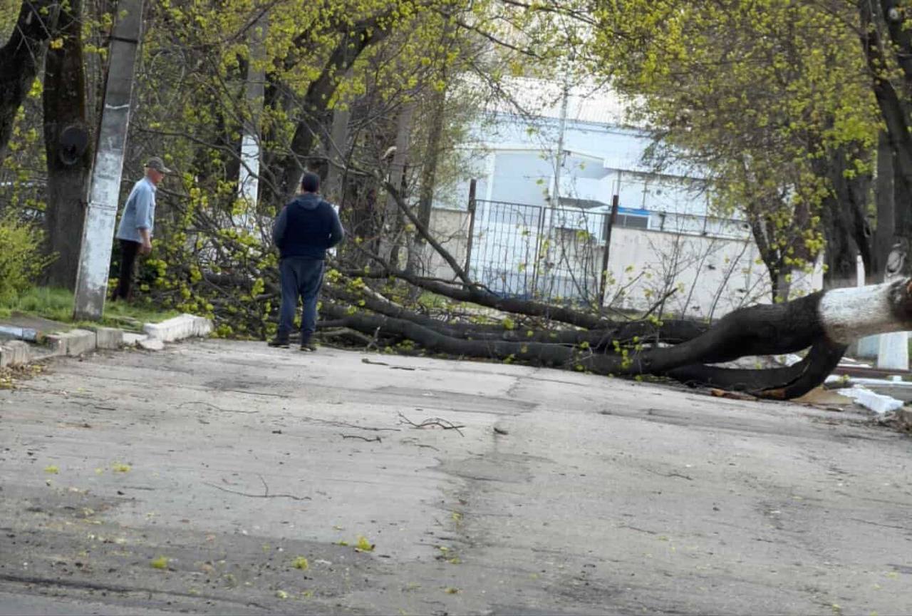 По Калинина — тоже в Бендерах, упало огромное дерево