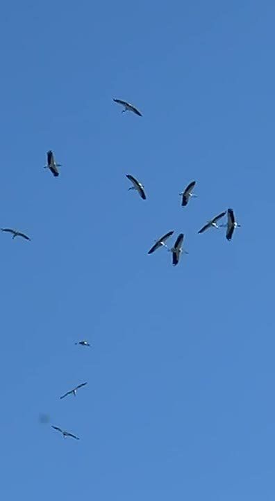 ��� ���������� ������ ���� ������