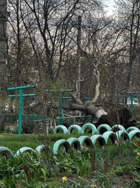 От подписчиков: на улице Бендер и в районе Зои Космодемьянской после вечернего ветра упало дерево
