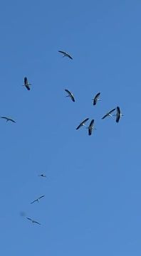 ��� ���������� ������ ���� ������