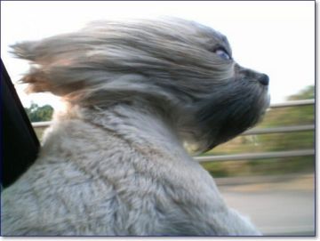 Республиканский гидрометцентр ввел желтый код метеоопасности из-за ветра