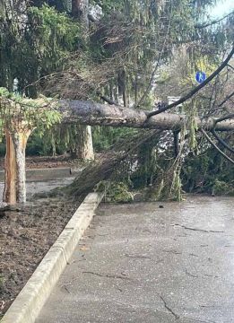 Ель свалилась вчера возле 6 рыбницкой школы, рядом детсад и шаурмичная