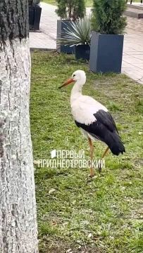 В Каменке возле кофейни приземлился аист Яша (его так местные прозвали)