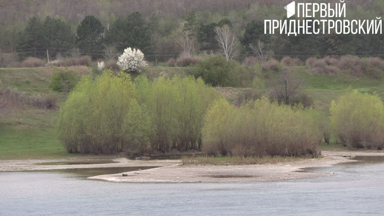 Ниже Дубоссарской ГЭС на Днестре образовались новые острова с деревьями – река сильно обмелела