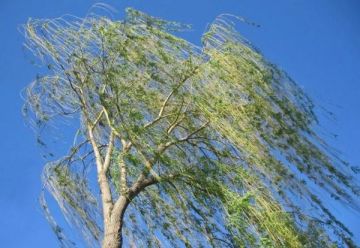 Штормовое предупреждение. Сегодня, 8 апреля, в течение дня по республике местами ожидаются порывы северо-западного ветра до 15 м/с