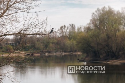 С 15 апреля по 15 июня в Приднестровье вводится нерестовый запрет на рыболовство