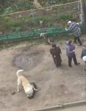 В Тирасполе алабай напал на дворняжку во дворе многоэтажек на Красных казармах
