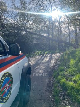 В Бендерах днём 8 апреля после сильного ветра большое дерево упало и перегородило проезд по улице 12 Октября