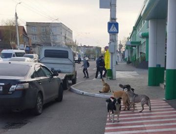 Очередная стая в центральной части Тирасполя встречает горожан на Карла-Либкнехта