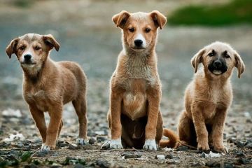 � ������������� ��������� ������ ������������ ����������� ����� � ����� �� �� ����������