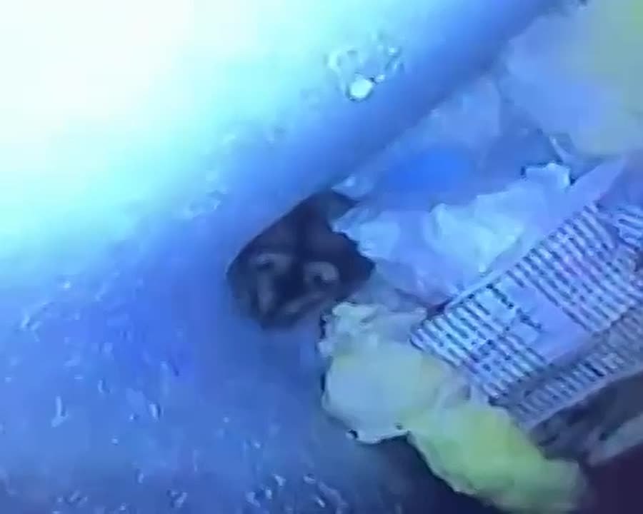 В Красноярске нашли самого живучего хомяка - он выжил при падении с 7 этажа: