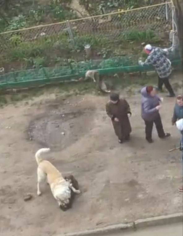 Алабай напал на дворняжку. В карантинно-экологическую милицию 8 апреля жители столицы сообщили о том, что алабай напал на дворняжку