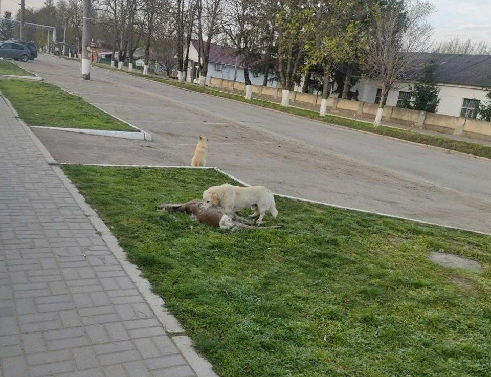 В Каменке собака завтракала косулей