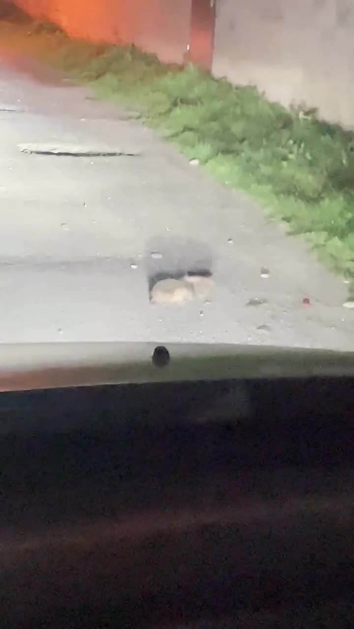 Эпичную драку ёжиков засняли в Дагестане — два колючих зверька сцепились на дороге и ни на что не реагировали