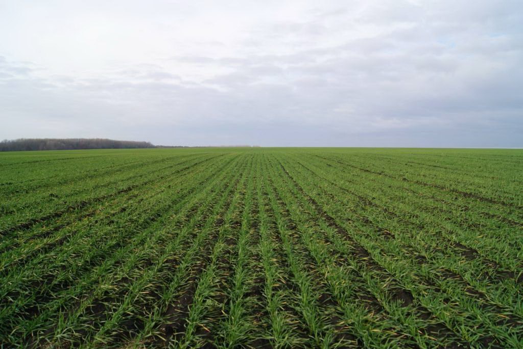 Озимые, в целом по республике, в удовлетворительном состоянии – Минсельхоз