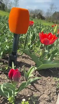 Тюльпаны в дендрарии ниже микрофона ТСВ