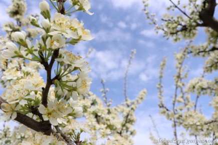 Акварели апреля. Весна вступает в свои права, наполняет окружающий мир свежестью и яркими красками