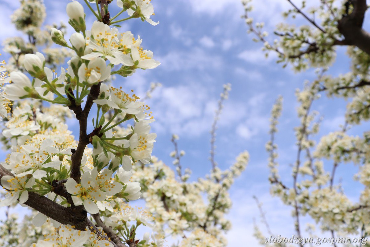 Акварели апреля. Весна вступает в свои права, наполняет окружающий мир свежестью и яркими красками