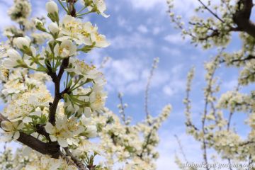 Акварели апреля. Весна вступает в свои права, наполняет окружающий мир свежестью и яркими красками