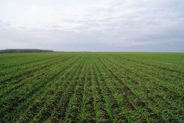 В Приднестровье состояние озимых культур в целом оценивается как хорошее и удовлетворительное, сообщили в Минсельхозе