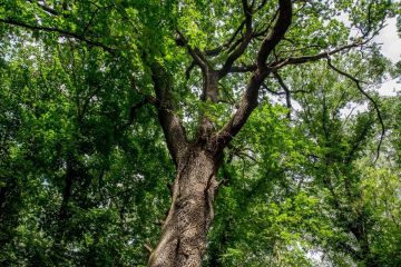 Более 10 гектаров дубов посадили в Приднестровье в прошлом году