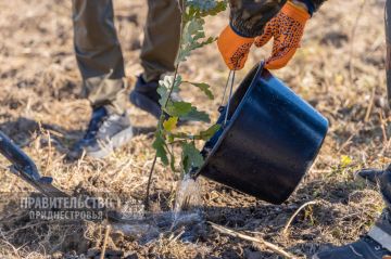 В Приднестровье высадили более 10 га дубов в 2025 году