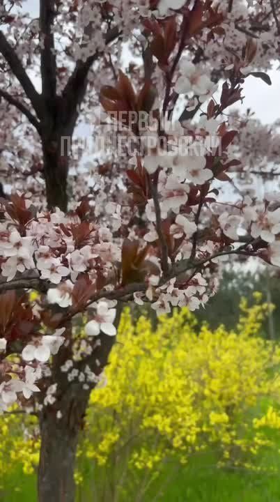 ������ ������� ����� ������, ���� ����� �����