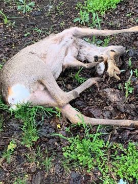 На верхнем кировском в районе 54 училища во дворах был найден мертвый олень