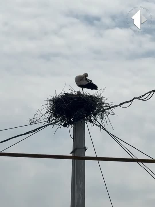 ����� ������ �� �����