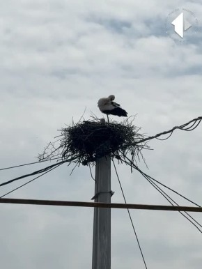 ����� ������ �� �����