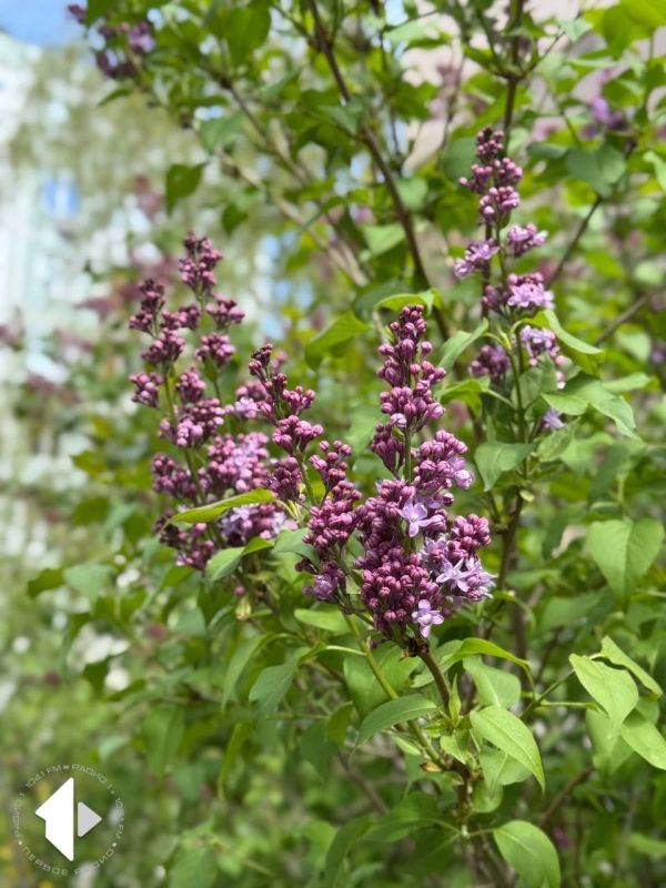 ������ ������������ � ������, ������ ��������� �����