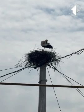 ����� ������ �� �����