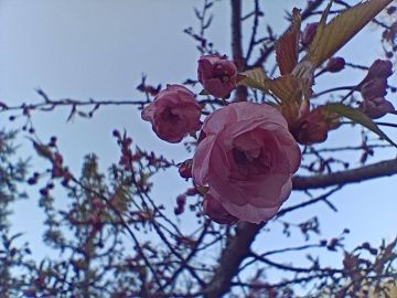 Совсем скоро зацветёт сирень и сакура