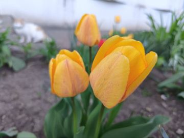 �������, ��� � ������ ������ �������� �������� �������