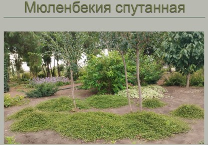 ����������� ��������� �������� ��� ����������� ����������: ������������ ���������������� �������