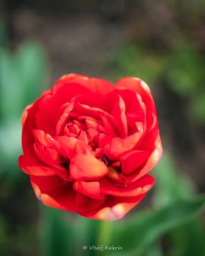 ����������� ���. �������� ������� ���������� ������� �������