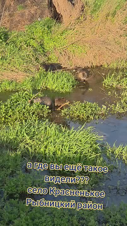 ��������� ������ �������� ������� ���������� � ����������� ���������� ������