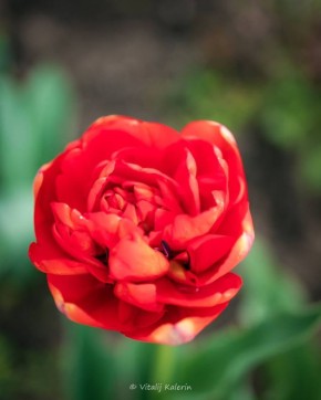 ����������� ���. �������� ������� ���������� ������� �������