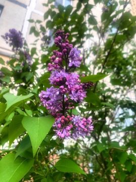 � ��������� �������� ������