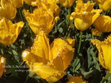 ������� ����!. ������� ������ �� �������, 23 ������