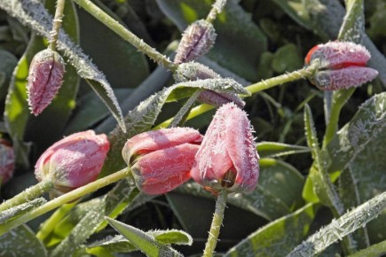 ��������� ��������������. 24 ������ ����� � ����� ��������� ��������� ������� � ������� �� -1��, �� ����� �� -4��