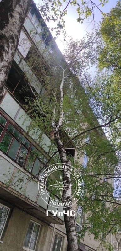 А это Дубоссары. Два дерева упёрлись в жилые дома