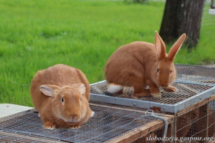 �������� ���� � �������� �������� � ��������