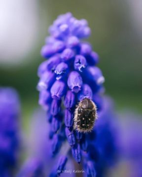 ��������������� �����, ��� ������ ������ ������ ����������� � ������������ ������� � ���������� ������