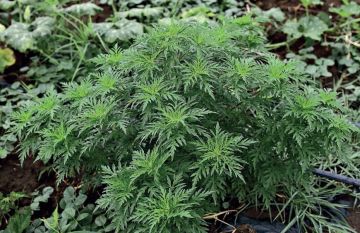 � ������������� � 16 ��� �� 14 ������� ������� ����������� �������� �� ������ � ��������� � ������� ������������ ���������